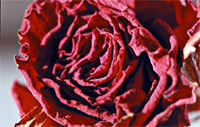 Bild på en röd ros